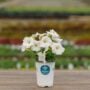 Petunia – Ray White – 4.5″ Pot